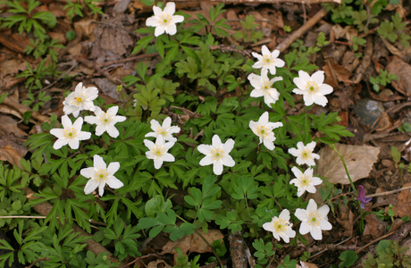 Buschwindröschen (Anemone nemorosa) - © Emanuel Trummer